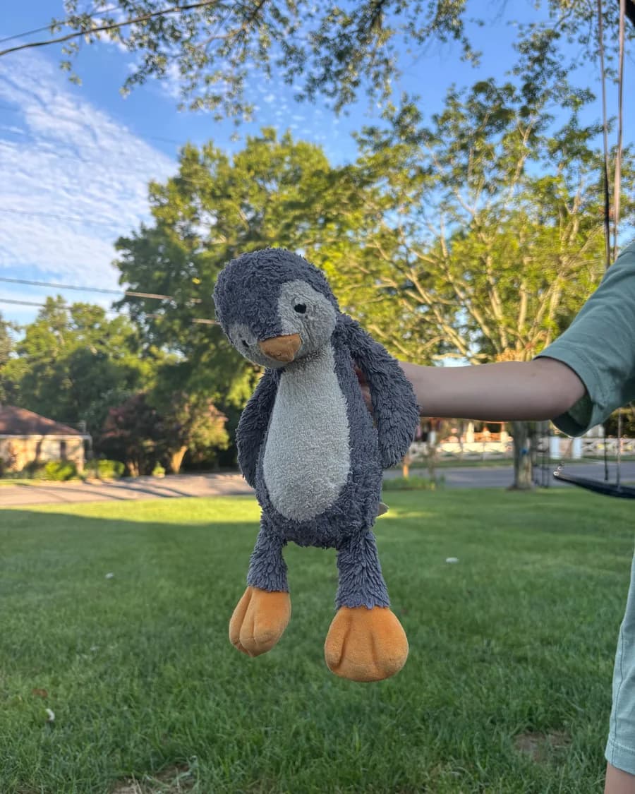 A well-loved penguin, photographed at home